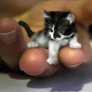 mini chat dans une main...